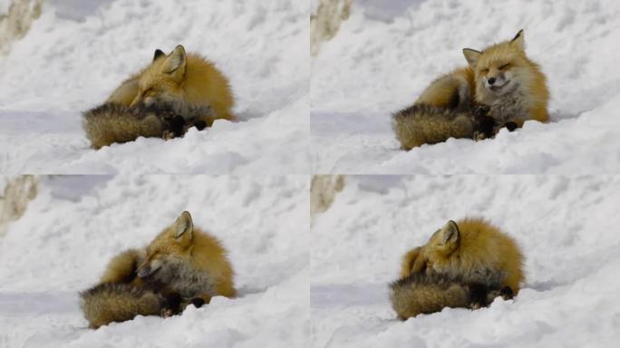 雪地里美丽的狐狸