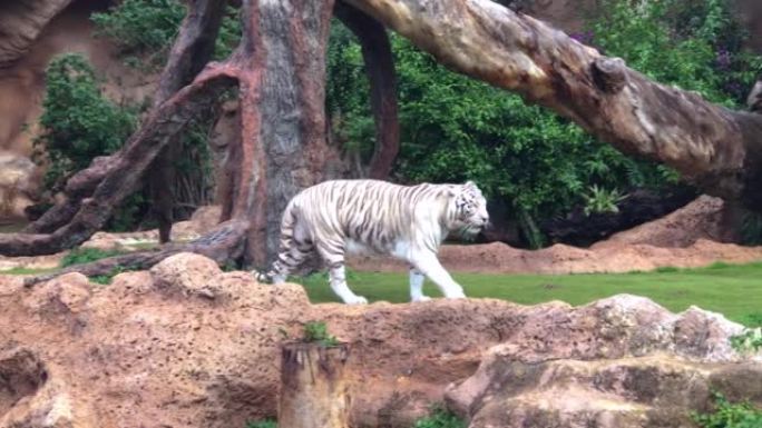 一只年轻的白虎在绿色植物、岩石中缓慢行走。洛罗帕克动物园