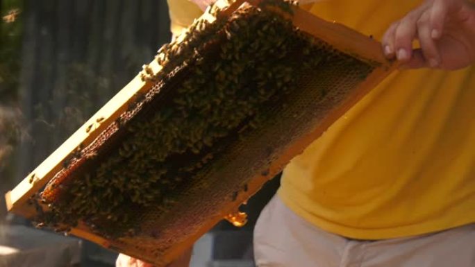 4k养蜂人检查蜂巢内的蜂蜡。