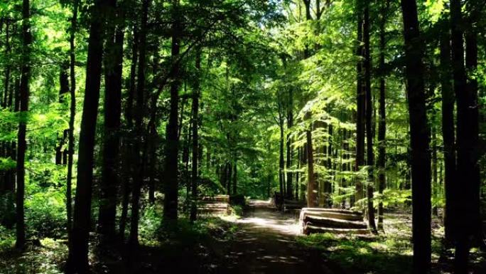 在春季穿越木材林宣传片实拍视频素材