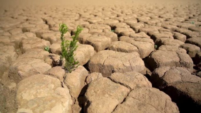 干旱气候生态灾害期间在沙质干燥土壤上存活的绿色植物。宏观视角。