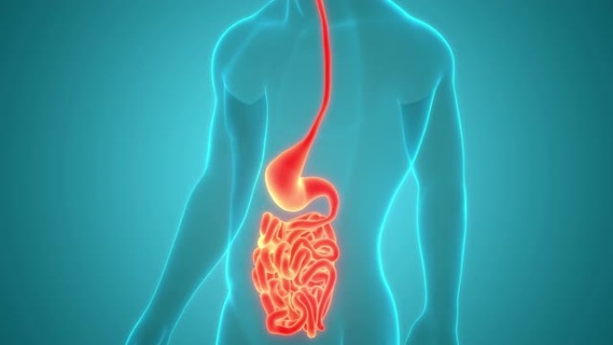 人体消化系统胃用小肠解剖动画概念