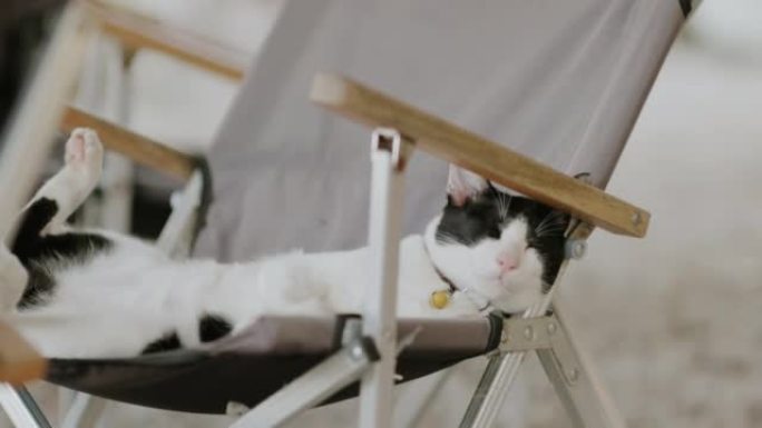 泰国猫躺在野营椅上。