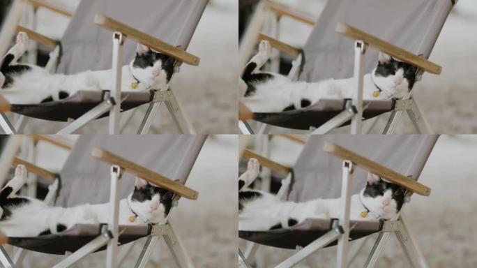 泰国猫躺在野营椅上。