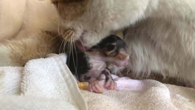 猫妈妈正在舔她的新生儿。
