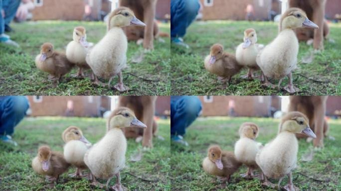 可爱的小鸭子在农场的院子里散步，牧羊犬看着