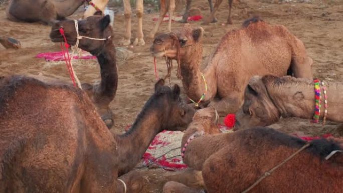 骆驼在普什卡梅拉骆驼集市节在野外吃日出咀嚼。普什卡,拉贾斯坦邦,印度。关闭了。