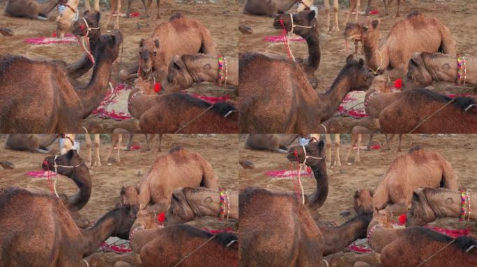 骆驼在普什卡梅拉骆驼集市节在野外吃日出咀嚼。普什卡,拉贾斯坦邦,印度。关闭了。