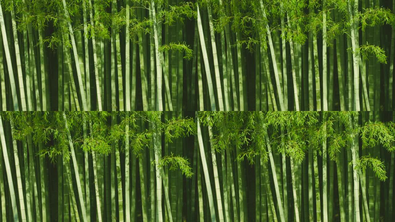 清新的竹子在风中摇曳