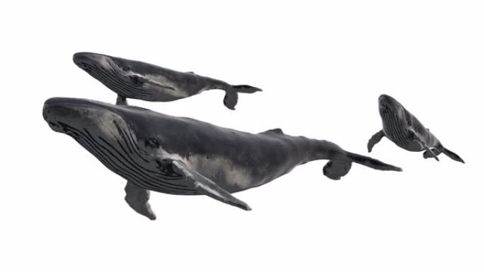 一群游泳的蓝鲸孤立在白色背景上。逼真的3d数字动画。
