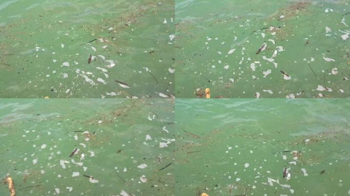 4k视频，在平静的海水表面上漂浮的污垢和碎屑的特写镜头。海水污染的质地。保护水自然资源的概念