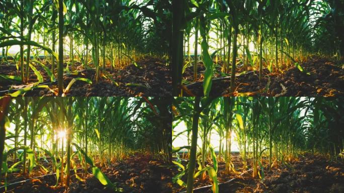 带有阳光和透镜耀斑的农田玉米作物