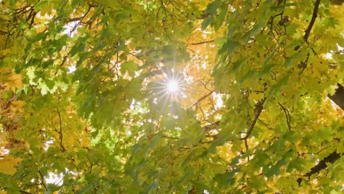 绿色的秋天枫树背景，叶子之间有阳光，在风中摇曳