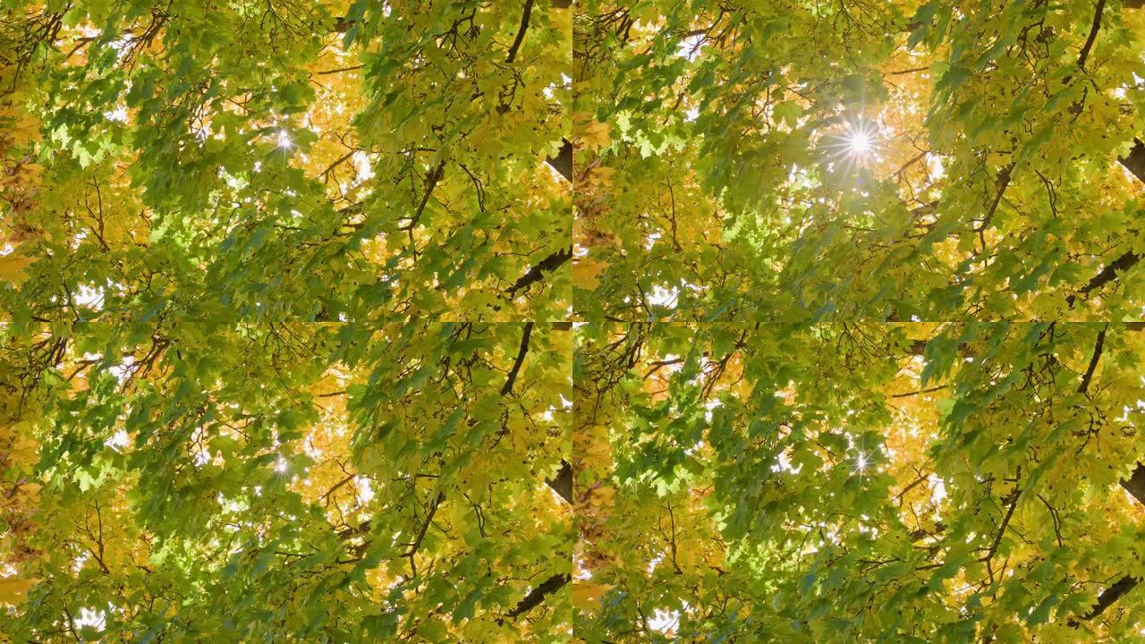 绿色的秋天枫树背景，叶子之间有阳光，在风中摇曳