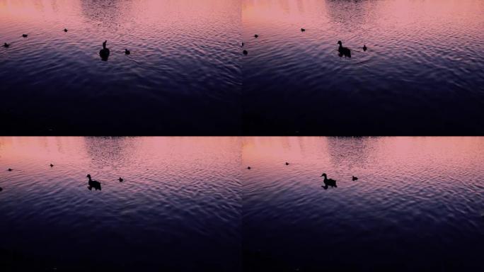 一只带育雏的鸭子在粉红色的日落下在池塘里游泳。带小鸭的母鸭。湖上的鸭子家族。美丽的风景