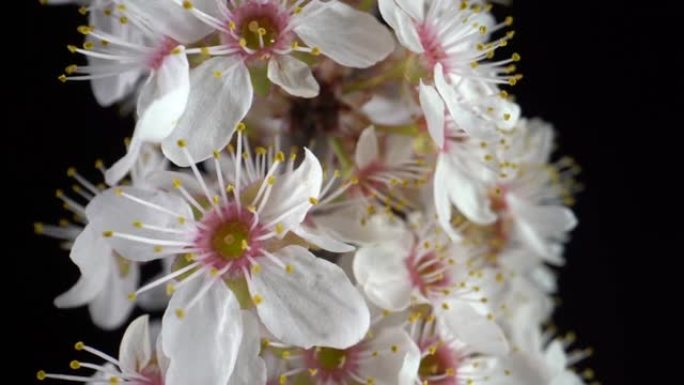 樱桃树花。微距拍摄