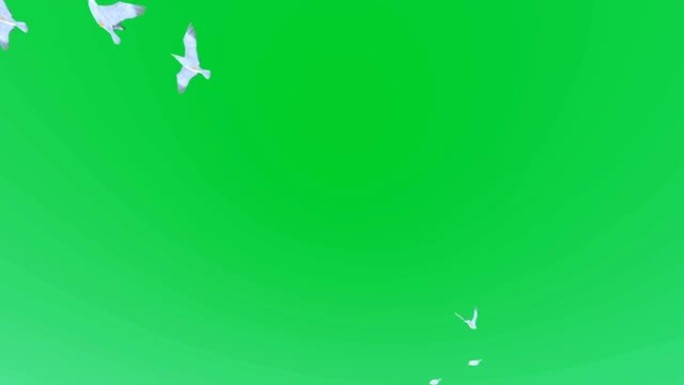 绿色背景下的海鸥群