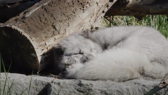 北极狐睡觉，被抓住蓬松的尾巴