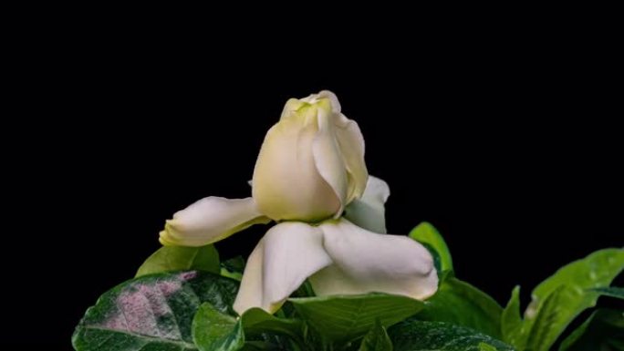 美丽的白色栀子花茉莉花在黑色背景上的延时。4k视频。情人节，母亲节，春天，节日，爱情，生日，复活节概