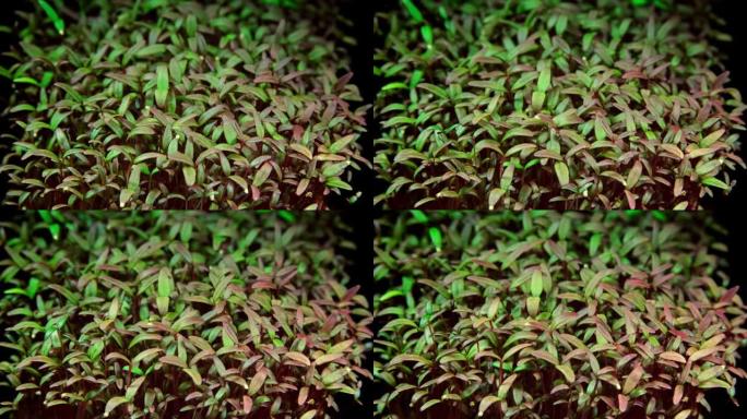 苋菜微绿苗在黑色背景上的延时视频中移动。紫罗兰色超级食品微绿时光流逝