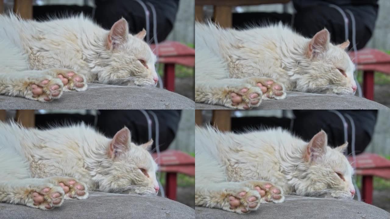 无家可归的脏猫躺在院子里被撕裂的脏椅子上
