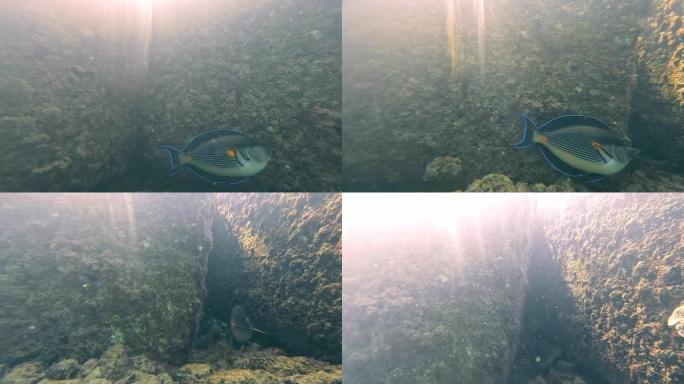 近距离观察一条五颜六色的小鱼在海面下游泳。太阳光线从水中落下，到达岩石底部，一条五彩鱼飞舞。海洋生物