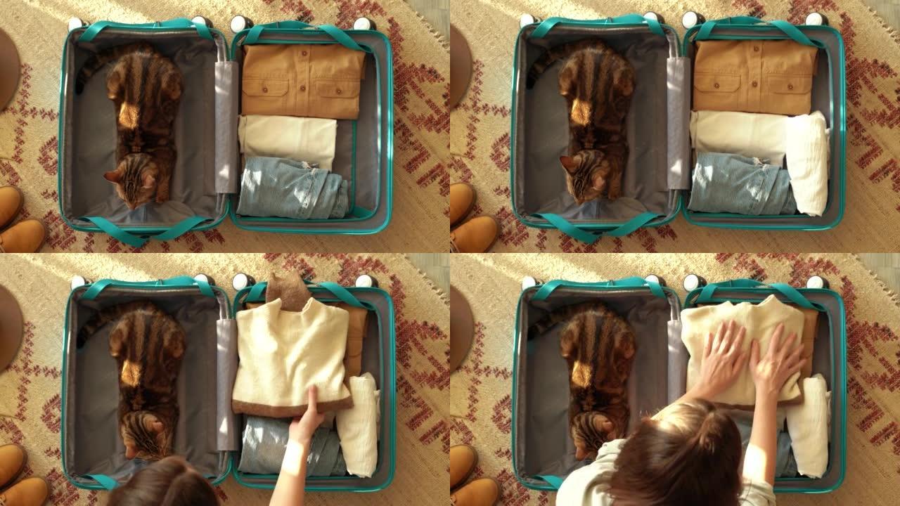年轻的旅行女人和猫把衣服装进行李箱
