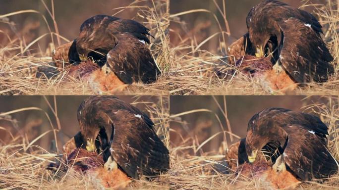 白尾鹰 (Haliaeetus albicilla) 一种以猎物为食的大型猛禽。一只海鹰抓住了一只狐