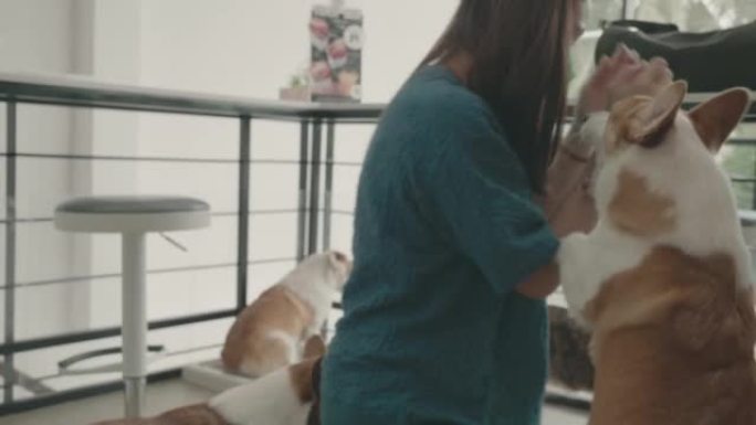 亚洲女子在室内玩她的柯基犬