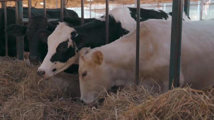 一群在牛奶生产农场进食的奶牛