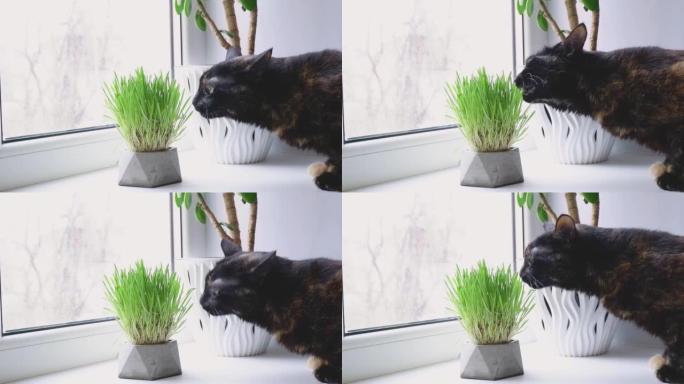家养的黑红猫在窗台上吃新鲜的草。