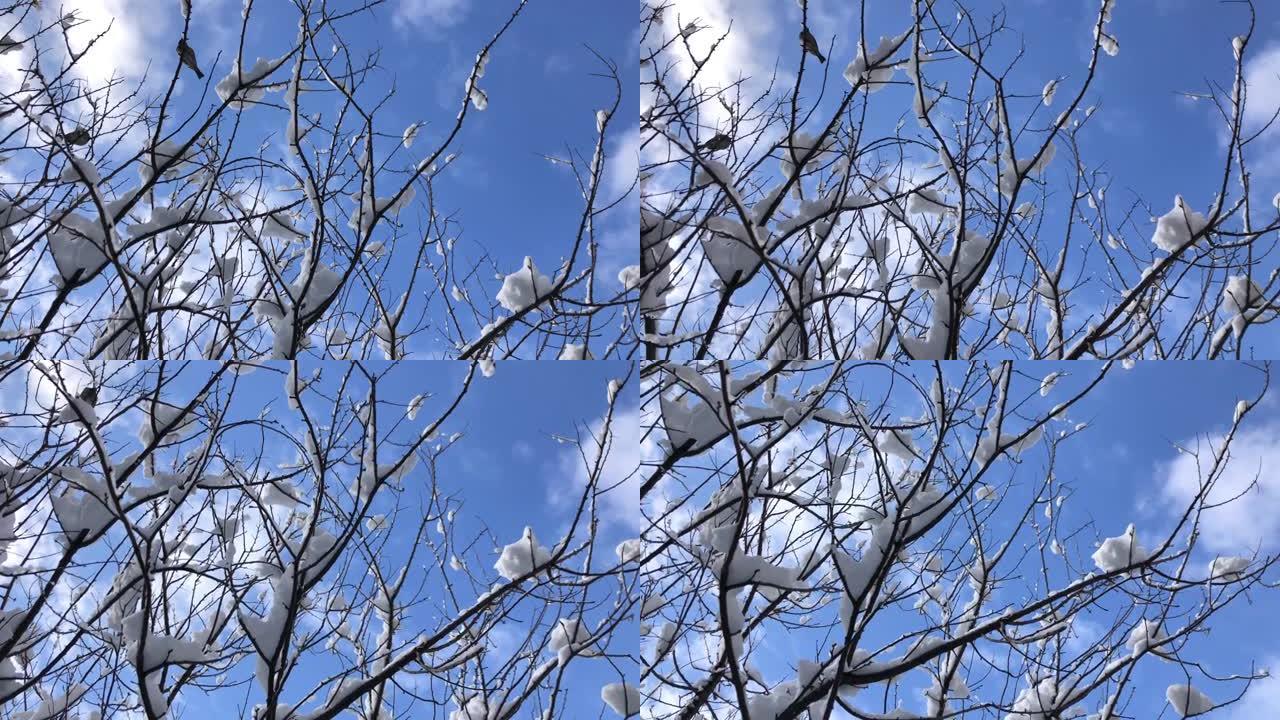 冬天阳光明媚的日子里，树枝上的鸟被雪覆盖在美丽的蓝天上