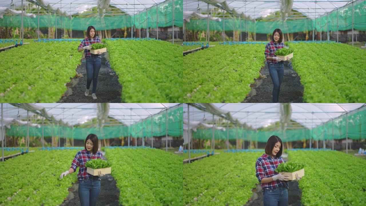 亚洲女性年轻农民在温室中种植的水培农场检查沙拉蔬菜，以控制我们的农业农场和水果产品小企业的质量。