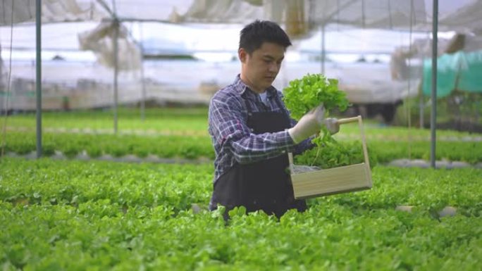 亚洲男性农民在温室中种植的水培农场上检查和收集沙拉蔬菜，以控制我们的农业农场和水果产品小企业的质量。