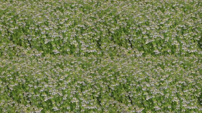 盛开的绿色黑种草在田野中随风摆动