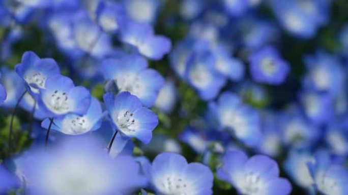 奈莫菲拉。蓝色小花。