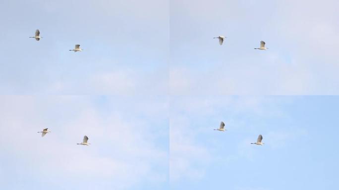 白鹭在清泉的天空中飞翔