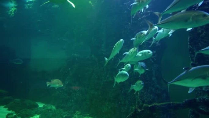 一群各种海鱼在水族馆的体积中迅速移动