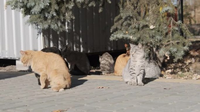 自然界中，许多流浪猫一起坐在公园里，慢动作