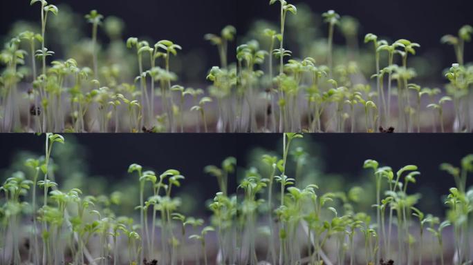 水芹沙拉植物的生长和死亡，生命周期，发芽时间流逝。新生儿进化，新的生与死，温室植物，农业春季