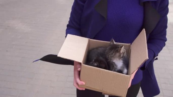 万向节射击女孩将一盒被遗弃的小猫带到动物收容所