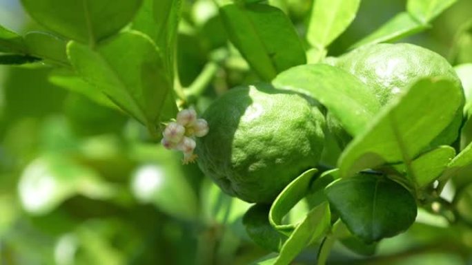 佛手柑和青柠花在佛手柑树上，佛手柑药用植物有许多好处。