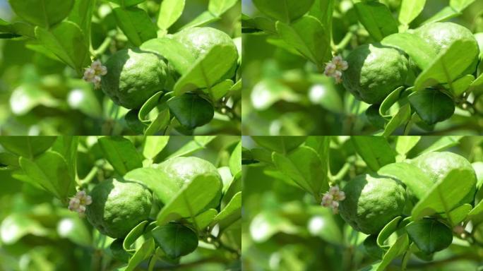 佛手柑和青柠花在佛手柑树上，佛手柑药用植物有许多好处。