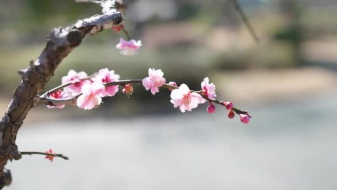 可爱的垂泪梅花和花蕾