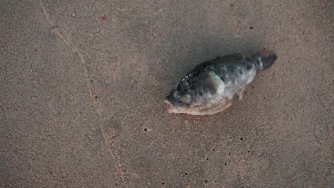 一条鱼死在白色沙滩上，被苍蝇感染。生态，海洋保护，鱼类死亡，海洋。