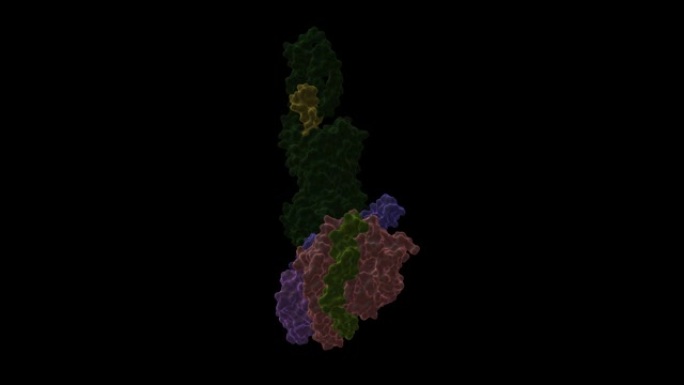 人促胰液素 (橙色) 受体 (绿色) Gs复合物