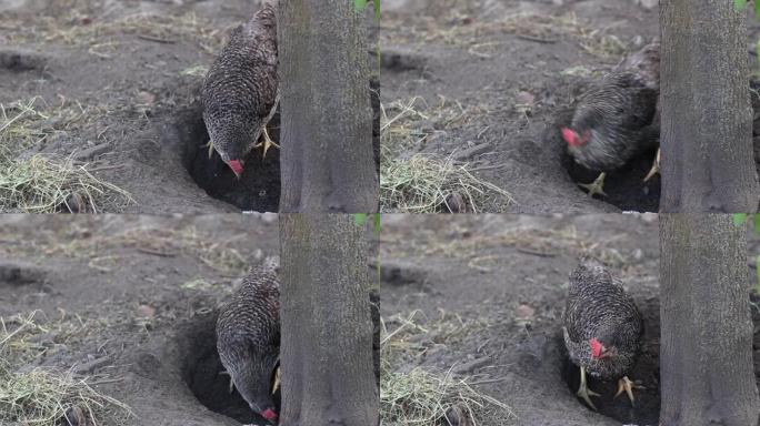 鸡用爪子挖地寻找食物