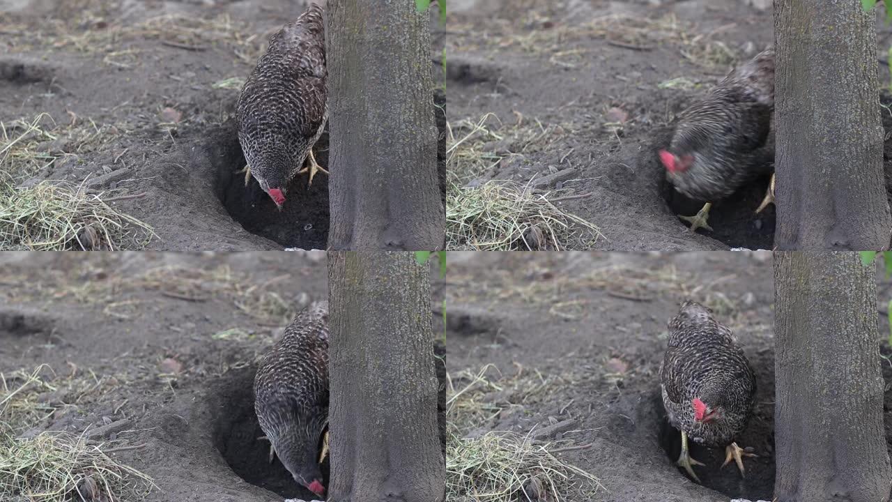鸡用爪子挖地寻找食物