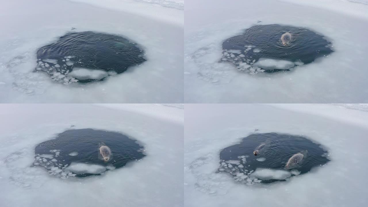 远东海豹漂浮到浮冰中的海面