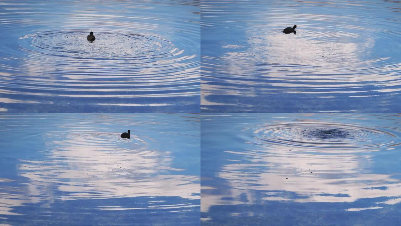 意大利科莫湖的孤独鸭子。鸭子在水下游泳。湖水的壮观效果。人与自然密切接触者。波浪纹理。